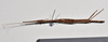 CollectionObject 1561182; ca722f59-5ae0-4d4f-8225-88a048e4085c: copyright NTUC. male, ventral view (syntype). (CollectionObject).;CollectionObject 1561183; 82a3663e-d3c8-40f6-994b-015a810d7a76: copyright NTUC. male, ventral view (syntype). (CollectionObject).