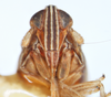 Head: !! display not done !! on Stenocranus (Codex) vittatus (Stål, 1862): (Observation).