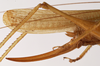 CollectionObject 1572407; ad904047-b965-4db5-8fb6-6ccbdbddad03: female ovipositor (syntype). (CollectionObject).