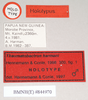 CollectionObject 1562191; NHMUK(SF IMPORT DUPLICATE) 844970, 404bd9bf-be29-46ea-89de-b187a3d1d6d1: copyright Natural History Museum, London. male, data labels (holotype). (CollectionObject).