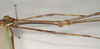 CollectionObject 1563706; 695e8e05-fbfe-44c1-bfcb-349333f54181: copyright Natural History Museum, London. (CollectionObject).