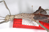 CollectionObject 1576649; ecd9a097-191b-47cc-adcb-fe8903de2994: copyright USNM, Washington. female: head & thorax, lateral view (paratype). (CollectionObject).