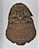 CollectionObject 1619106; bfa4204c-f956-43f3-a65c-b9af75f1ceae: (CollectionObject).
