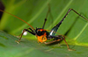 CollectionObject 1536715; 1e7ff0e8-65c0-4dae-8382-26688b36b1a8, CH4002: male. (CollectionObject).