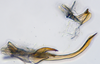 Aedeagus, lateral view: !! display not done !! on N. Gen. PH1 n. sp. 1: Paraboloponina Ishihara, 1953: (Observation).