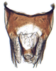 Pygofer, dorsal view on Aplanus Oman, 1949: Aplanus albidus, pygofer, dorsally. (Observation).