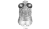 Robustusacris balzapambae (Rehn, 1913): Fig. 4B. head and pronotum, dorsal view. (Otu).