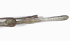 CollectionObject 1576649; ecd9a097-191b-47cc-adcb-fe8903de2994: copyright USNM, Washington. female: end of abdomen, ventral view (paratype). (CollectionObject).