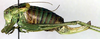 CollectionObject 1502364; 998be1e0-8fab-4d5b-8228-bb54a298041b: female, lateral view (allotype of Poecilimon poecilus). (CollectionObject).