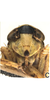 Head on Paralimnus (Paragygrus) orientalis (Lindberg, 1929) now Paralimnus (Paragygrus) japonicus (Matsumura, 1914): Face. (Observation).