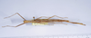 CollectionObject 1590082; 3f68a9ae-43ee-444f-8867-92023ed8e6e1: copyright MNHN, Paris. male, dorsal view (holotype). (CollectionObject).