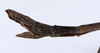 CollectionObject 1559387; f710804b-5bd8-40d0-8f0d-f6c441cf5742: copyright ANSP. female: end of abdomen, lateral view (holotype). (CollectionObject).