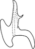Aedeagus, lateral view on Erythridula anomala (Knull, 1946): Aedeagus (paratype), lateral view. (Observation).