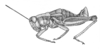 Conalcaea huachucana huachucana Rehn, 1907: Fig. 6 (after type). male habitus. (Otu).