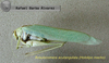 CollectionObject 1537466; 17fab889-c733-45d1-bf10-79965a07e572: male (holotype). (CollectionObject).