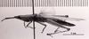 CollectionObject 1524410; 785f2672-3b85-434e-8173-0c0dfd80f9f1: Image C.S. Carbonell. male, lateral view (holotype). (CollectionObject).