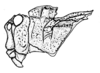 Spathalium audouinii (Blanchard, 1836): Fig. 2. female, head and pronotum, lateral view (from Tandil). (Otu).