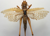 CollectionObject 1517118; cd33a19b-26ca-4df1-9f8c-b00ded2c8be2: female, dorsal view (holotype). (CollectionObject).