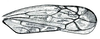 Forewing: Scaphoideus immistus, forewing. (Observation).