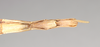 CollectionObject 1558001; NHMUK(SF IMPORT DUPLICATE) 844909, c78aab5a-793f-44bf-a38b-8755346809e4: copyright Natural History Museum, London. female: end of abdomen, ventral view of synonym Gratidia hebraica (holotype). (CollectionObject).