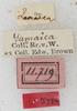 labels (syntype). Depicts CollectionObject 1531230; b938e402-fb7e-4063-834f-8eb4b974ded0, a CollectionObject.