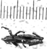 CollectionObject 1541619; 481f01b4-bf46-49d3-8635-9b5c3411e89c: Image, Carbonell, C.S. male, dorsal view (neotype). (CollectionObject).