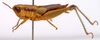 CollectionObject 2627941; CNMS 3730, a7d7a9e1-a610-4965-b7cf-8a97f969f928, CNMS 3730: lateral view. female (paratype). (CollectionObject).