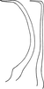 Stylus on Edwardsiana nicolovae Dlabola, 1967: Stylus. (Observation).