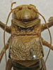CollectionObject 1535979; 05549ef2-b230-4b3b-a43c-44c01b8b080c: male pronotum, dorsal view (syntype). (CollectionObject).