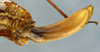 CollectionObject 1591796; be624350-9fbc-46fb-bfe8-c0d2b900d7fc: ovipositor. (CollectionObject).