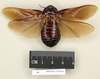 CollectionObject 1573074; 23d2e1bf-f3f7-4d4d-b7f8-4835eb109ec8: Copyright Natural History Museum, London. Non-type (adult male) in BM(NH). Dorsal view. (CollectionObject).
