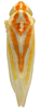 Habitus, dorsal view on Erythridula clavata (DeLong, 1916): Habitus (INHS collection). (Observation).