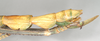 CollectionObject 1558955; NHMUK(SF IMPORT DUPLICATE) 845032-845033, 4e8d0c27-a64b-4074-a309-7ee10b0cb76a: copyright Natural History Museum, London. female: end of abdomen, lateral view (syntype). (CollectionObject).