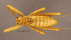 CollectionObject 1507300; 8eaa05bb-16ee-4997-ab53-9899202b2b67: male, dorsal view (holotype). (CollectionObject).
