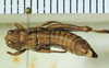 CollectionObject 1498696; ec7d2af6-3299-40ae-85ba-88e5a1f50736: female, dorsal view. (CollectionObject).