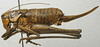 CollectionObject 1536002; 8458d4a8-8515-465d-b9aa-008c4d8af1c3: female, lateral view (paratype). (CollectionObject).