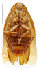 CollectionObject 1587199; MNHN(SF IMPORT DUPLICATE) MNHN-EP-EP1131, 5859c30a-8b2e-4348-a004-1a83aaba908b: CC BY-NC-ND 4.0/MNHN - Depraetere Marion - 2014. Paratype, female, of cinnamomea Hebard, 1926. Specimen number: MNHN-EP-EP1131. http://coldb.mnhn.fr/catalognumber/mnhn/ep/ep1131. (CollectionObject).