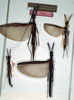 CollectionObject 1561463; NMW 188, b976076c-c4f3-40a5-bc11-20f998f432de: copyright NMW, Vienna. male and female (syntypes). (CollectionObject).