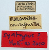 labels (syntype). Depicts CollectionObject 1584347; 8c6e3926-f852-450f-8bc2-2dddaa80d0ef, a CollectionObject.