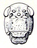 Bullacris serrata (Thunberg, 1810): Fig. 17.3. male face. (Otu).
