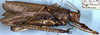 CollectionObject 1531741; 1e4afd4e-2561-4fb6-b06b-8e94fddb99c4: male, lateral view (syntype). (CollectionObject).;CollectionObject 1531742; 4f1c203e-cbd3-4403-b681-0fda965ead99: male, lateral view (syntype). (CollectionObject).