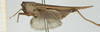 CollectionObject 1517892; 07de5cf5-f8ea-43c7-924b-d832e7520b12, NHMUK010924507: male, lateral view (holotype). (CollectionObject).