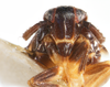 Head: !! display not done !! on Pissonotus lactofascius Morgan & Beamer, 1949: (Observation).