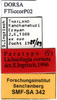 CollectionObject 1589086; 912beac5-8e2a-4c05-a49b-25aae23ff8a1: labels (paratype). (CollectionObject).