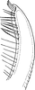 Stylus: !! display not done !! on Rhytidodus decimaquartus (Schrank, 1776): Stylus. (Observation).