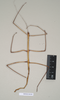 CollectionObject 1557401; c6288489-e451-425b-9db5-50f4ddcef3cf: copyright Natural History Museum, London. male of synonym Hyrtacus carinatus (syntype). (CollectionObject).;CollectionObject 1557402; 4e4ceb52-ad05-4ec8-8f96-df79008f9fb4: copyright Natural History Museum, London. male of synonym Hyrtacus carinatus (syntype). (CollectionObject).