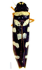 Habitus, dorsal view on Cardioscarta albigutta (Walker, 1851): Specimen from Parque Nacional do Itatiaia, Southeastern Brazil, by C. M. F. Silva 2014. (Observation).