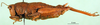 CollectionObject 1502636; 0f8c6cf0-b159-4411-b2c0-f58b502aa440: female, lateral view (syntype). (CollectionObject).