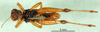 CollectionObject 1501083; ad4b212d-cf22-4b13-a379-67baf9aad016, DORSA BA000022S01: male, ventral view (holotype). (CollectionObject).