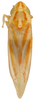 Habitus, dorsal view on Erythridula falcata (Beamer, 1930): Habitus (paratype, KSEM collection). (Observation).